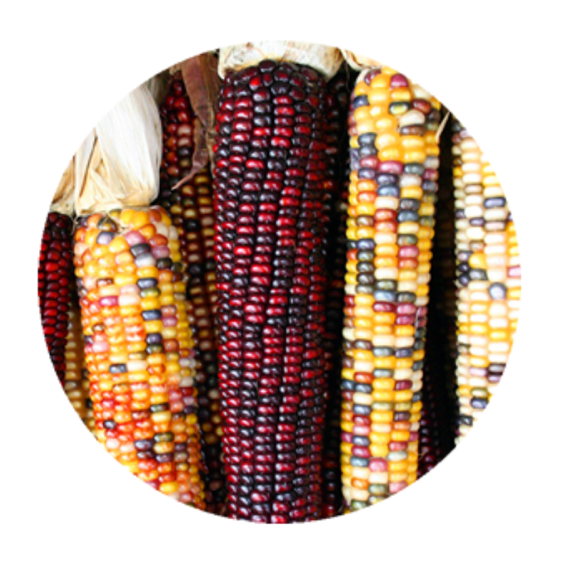 Different Types of Corn
